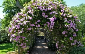 פנדוראה יסמינית צמחים מטפס על קירות